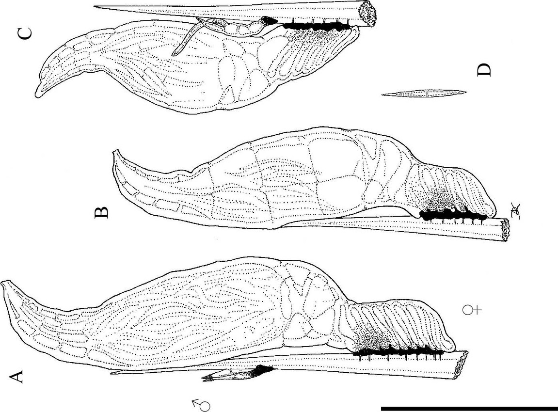 Представитель Семейства Herpomycetaceae
